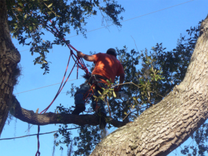Tree removal Jacksonville Florida